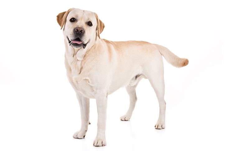 تصویر لابرادور رتریور (Labrador Retriever)